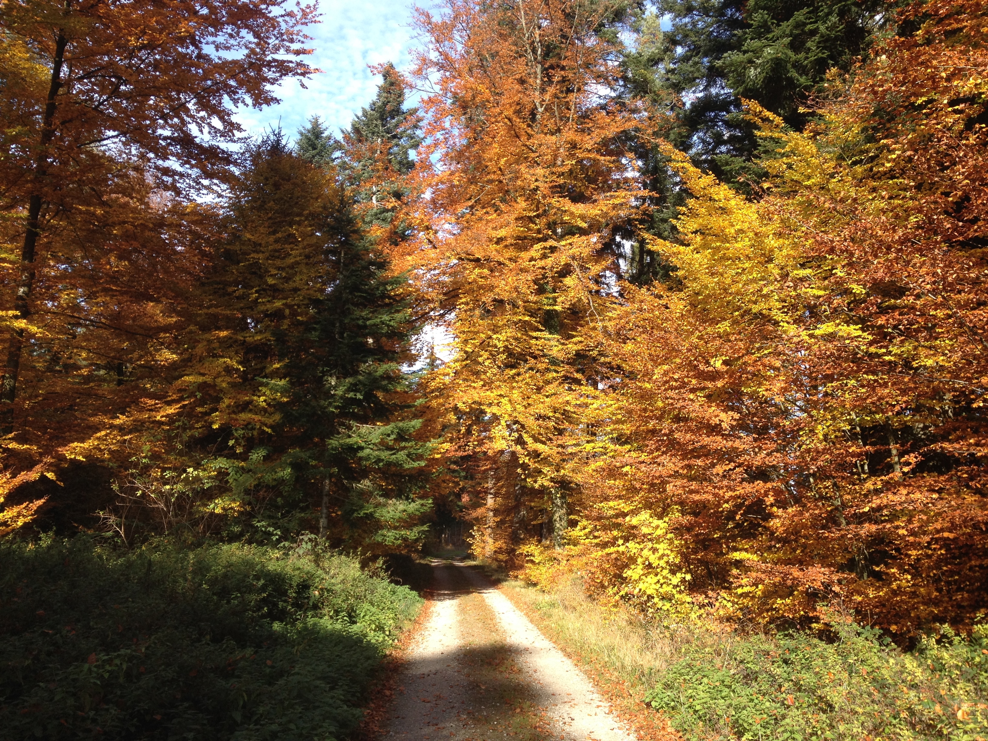 2015-10-28-Herbstwald 05