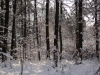 2012_12_12_winterwald-18