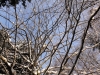 2012_12_12_winterwald-19