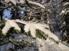 2012_12_12_winterwald-20